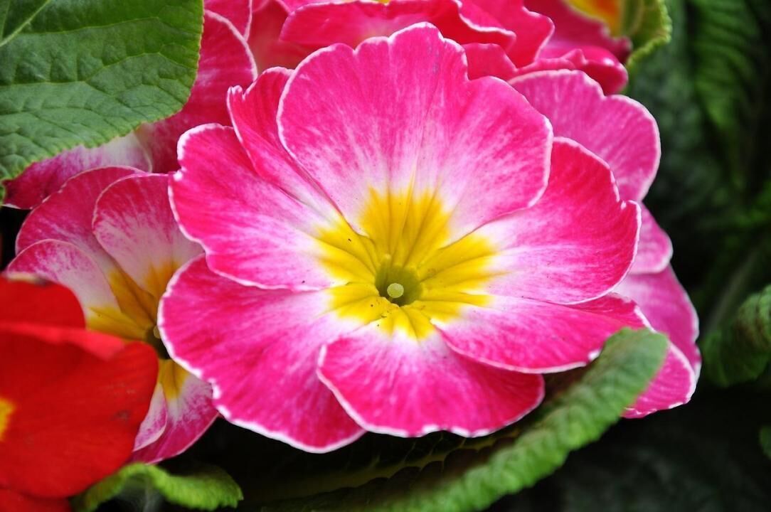 #4. Primrose